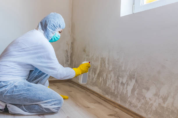 Licensed Mold Remediation service in Topping, VA - WQB Mold Removal